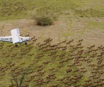 Replay Focus - Soudan du Sud : un ambitieux projet de protection de la faune