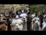 Replay Transhumance des alpagas : les troupeaux redescendent des Alpes suisses