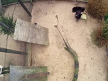 Replay Au cœur du zoo de New York - S3E3 - Loutre sous l'eau