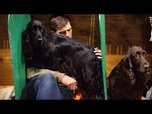 Replay UK: Crufts ouvre ses portes à Birmingham avec plus de 20 000 chiens