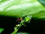Replay ARTE Journal - Sciences : les populations d'insectes s'effondrent