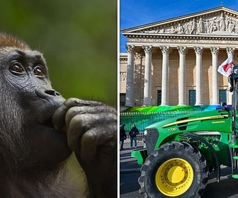 Replay Le dernier gorille / Agriculture : une loi qui divise - 28 minutes