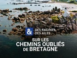 Replay Des Racines et Des Ailes - Sur les chemins oubliés de Bretagne