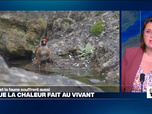 Replay Élément Terre, la quotidienne - Canicule: la flore et la faune souffrent aussi de la chaleur