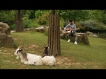 Replay Au zoo de Branféré, une étude observe l'impact de la musique sur les animaux