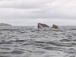Replay Un kayakiste avalé par une baleine - Le dessous des images