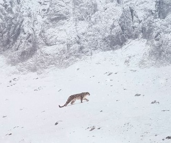 Replay La panthère des neiges