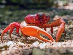 Replay Les mille et un crabes de l'île Christmas