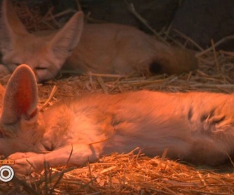 Replay Une saison au zoo - S12 E17
