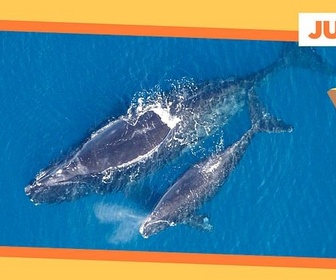 Replay Baleines en détresse - ARTE Journal Junior de vendredi
