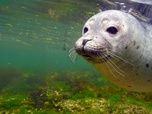 Replay À regarder en famille - Histoire de phoques : entre terre et mer