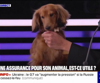 Replay 20H BFM - LE CHOIX D'AMÉLIE - Avoir une assurance pour son animal, est-ce utile ?