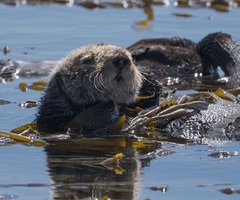 Replay Opération loutres de mer - Cap sur la Californie