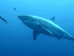 Replay Survivre aux catastrophes : les stratégies de la nature