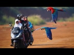 Replay Un mécanicien de motos entraîne désormais des perroquets à Jakarta