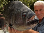 Replay River monsters - S5E6 - Le dévoreur de visage