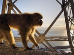 Replay La majesté des sommets - Merveilles d'Europe