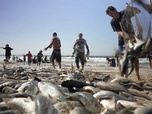 Replay Brésil, une vie de pêcheurs - 360° Reportage