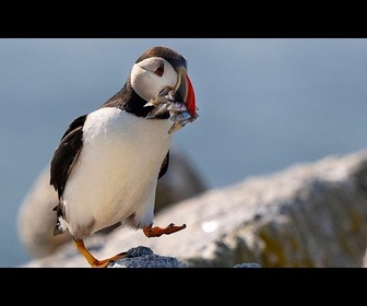 Replay Le recensement des macareux commence alors que les îles Farne célèbrent 100 ans de protection