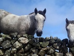 Replay Le poney Connemara, une légende irlandaise - 360° Reportage