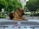 Replay Rex, chien flic - Hold-up
