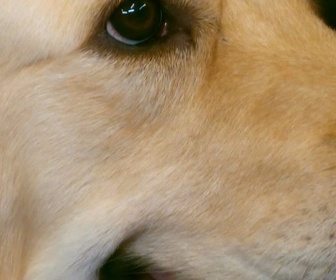 Replay Dog house : un chien pour la vie - S4 E1 - Redonner le sourire