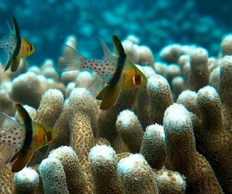 Replay Sous le règne de l'eau - Terre de légendes