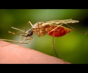 Replay Le sud de la Chine en proie à une épidémie de chikungunya