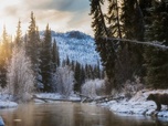 Replay Le Yukon, fleuve glacé d'Amérique