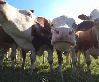 Replay Urgence climatique : un défi mondial - Pollution : modifier le microbiote des vaches