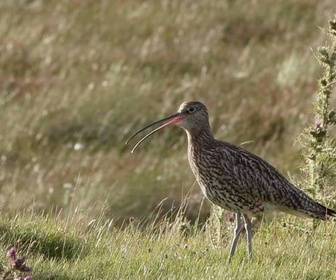 Replay Biodiversité : faire face à la sixième extinction - L'Irlande ne protège toujours pas assez ses oiseaux