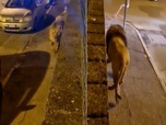 Replay Un lion dans la ville - Le dessous des Images