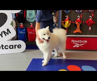 Replay Shanghai inaugure le premier centre de fitness pour chiens de Chine