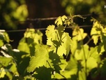 Replay Paysans du monde - Afrique du Sud : Vignoble bio