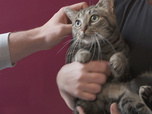 Replay Chiens et chats sans collier - Premiers pas, derniers espoirs