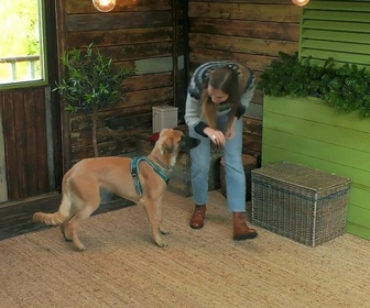 Replay Dog house : un chien pour la vie - S3 E6 - On agrandit la famille