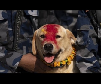 Replay No Comment : les chiens du Népal célébrés lors du festival de Kukur Puja