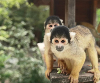 Naissances extraordinaires au zoo replay