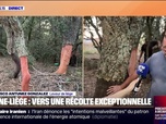 Replay Week-end première - Une technique ancestrale: la récolte du chêne-liège pourrait être record cette année