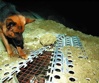 Replay Rex, chien flic - 29/07/2026