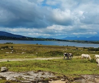Replay Le poney Connemara, une légende irlandaise - 360° Reportage