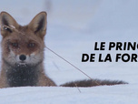 Replay Le prince de la forêt