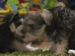Replay Too cute (Trop mignon) - Braques allemands Maltipoo et Schnauzer miniatures
