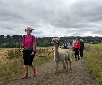 Replay L'alpaga, le nouveau chouchou - ARTE Regards