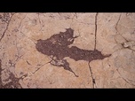 Replay Bolivie : le plus grand site d'empreintes de dinosaures jamais découvert au monde