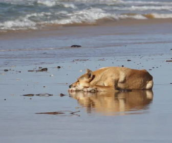 Replay Tous étonnants, tous différents
