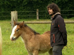 Replay Au galop ! - Un nom pour les poulains