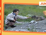 Replay Ne touchons pas aux marmottes ! - ARTE Journal Junior de vendredi