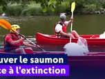 Replay On a de l'info - Sauver le saumon face à l'extinction