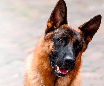 Replay Rex, chien flic - La coupe est pleine